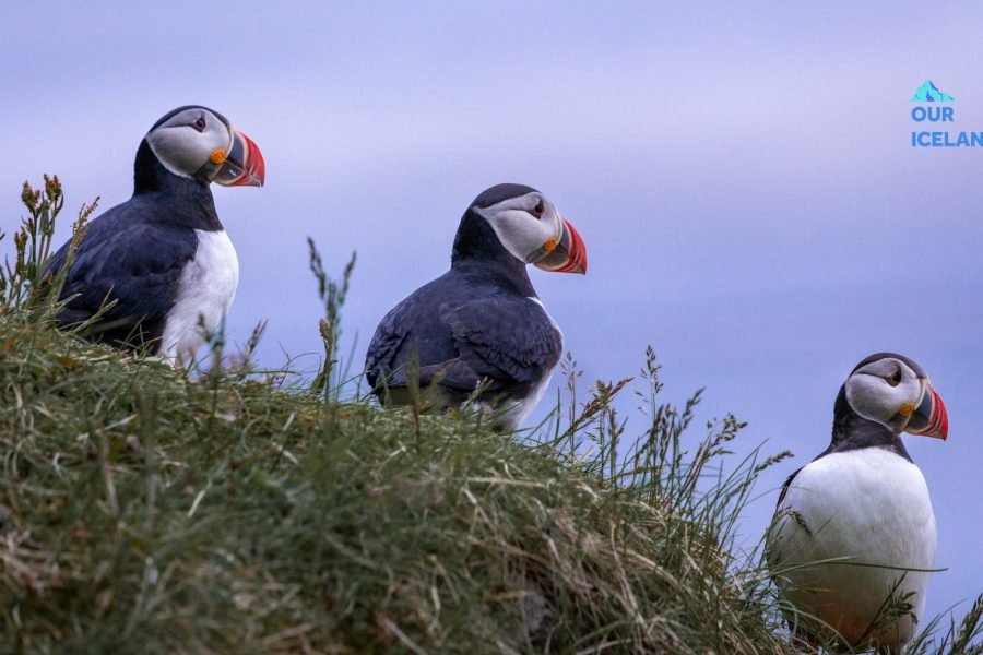 4 day Iceland tour - All tours & transfers on private basis