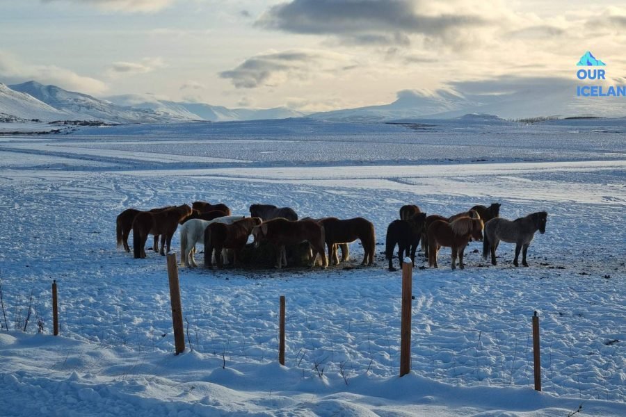 9 Day Iceland tour in a private cab with driver